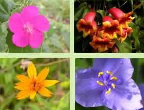 four flowers