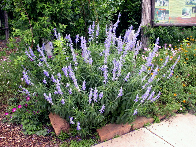 Mexican Blue Sage